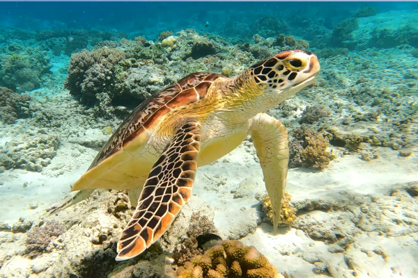 Pink Sails Turtle Snorkeling